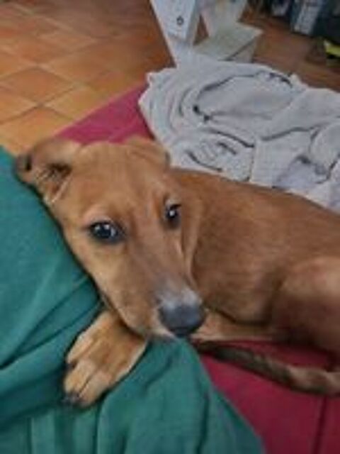  Bytchou petit canaillou 