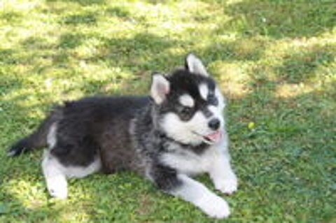   Chiots Husky de Sibérie LOF 