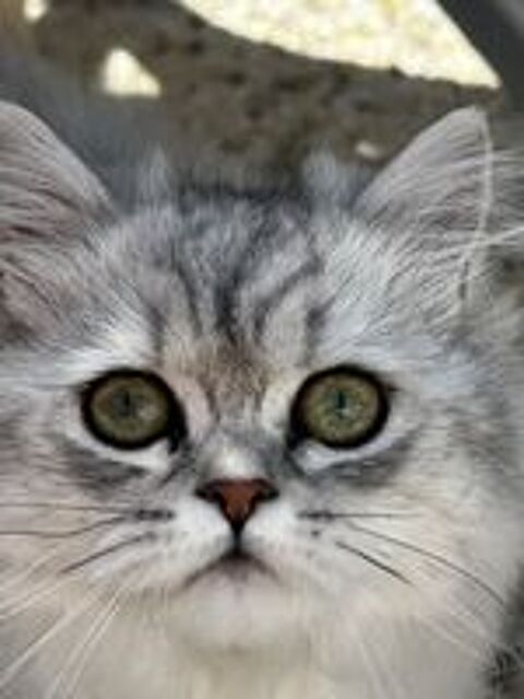   Superbes Chatons LOOF Persan 