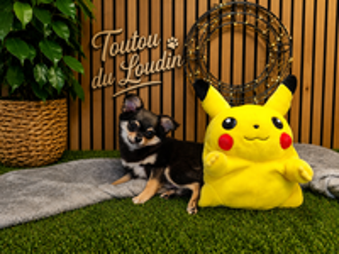   Chiot Chihuahua poils longs mâle 