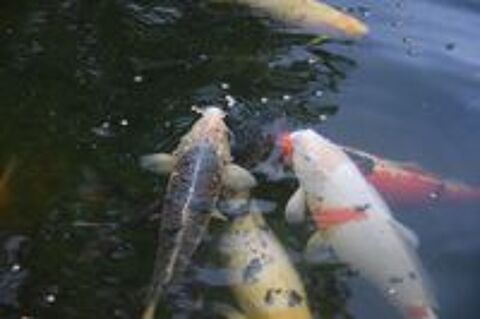   Carpe Koi avec Sac de Transport 