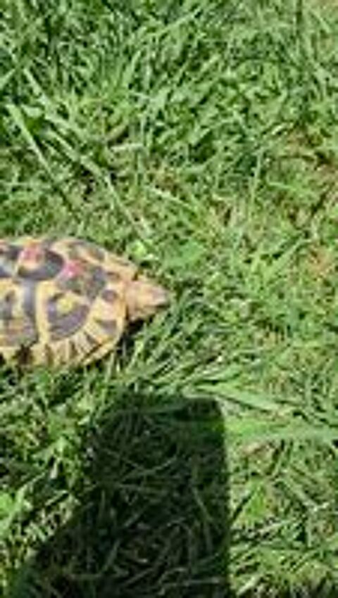   Tortue de terre femelle  