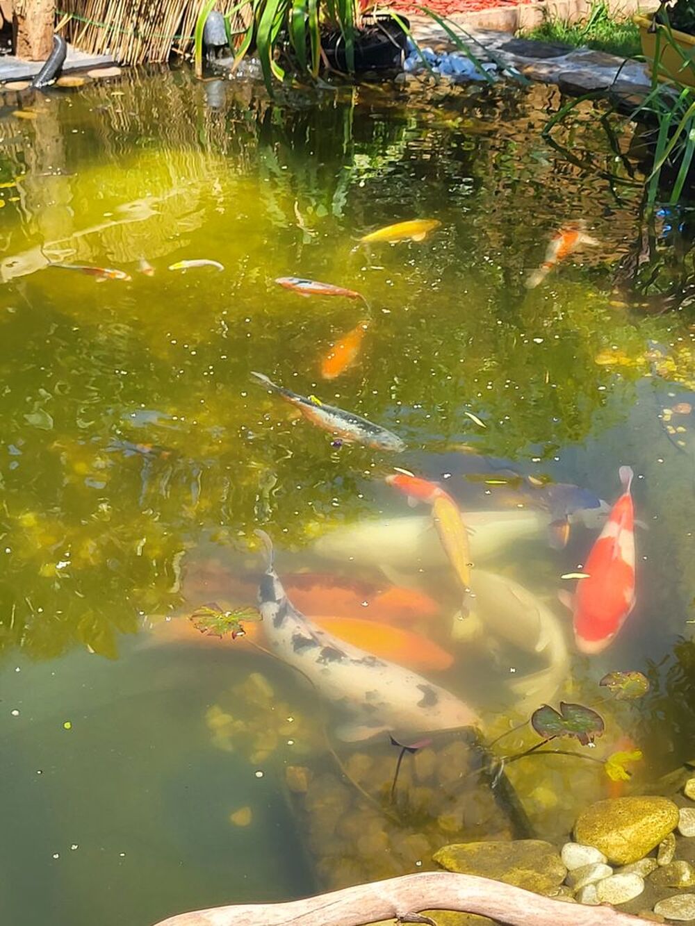   carpe koi  