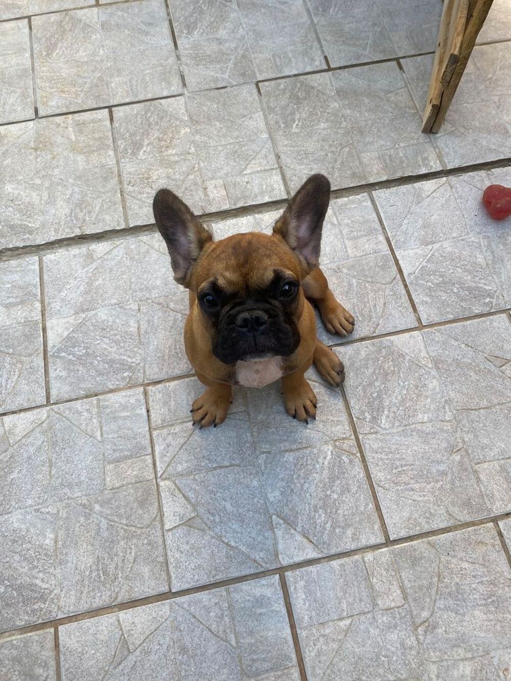   chiots Mâle bouledogue francais fauve masque noir  