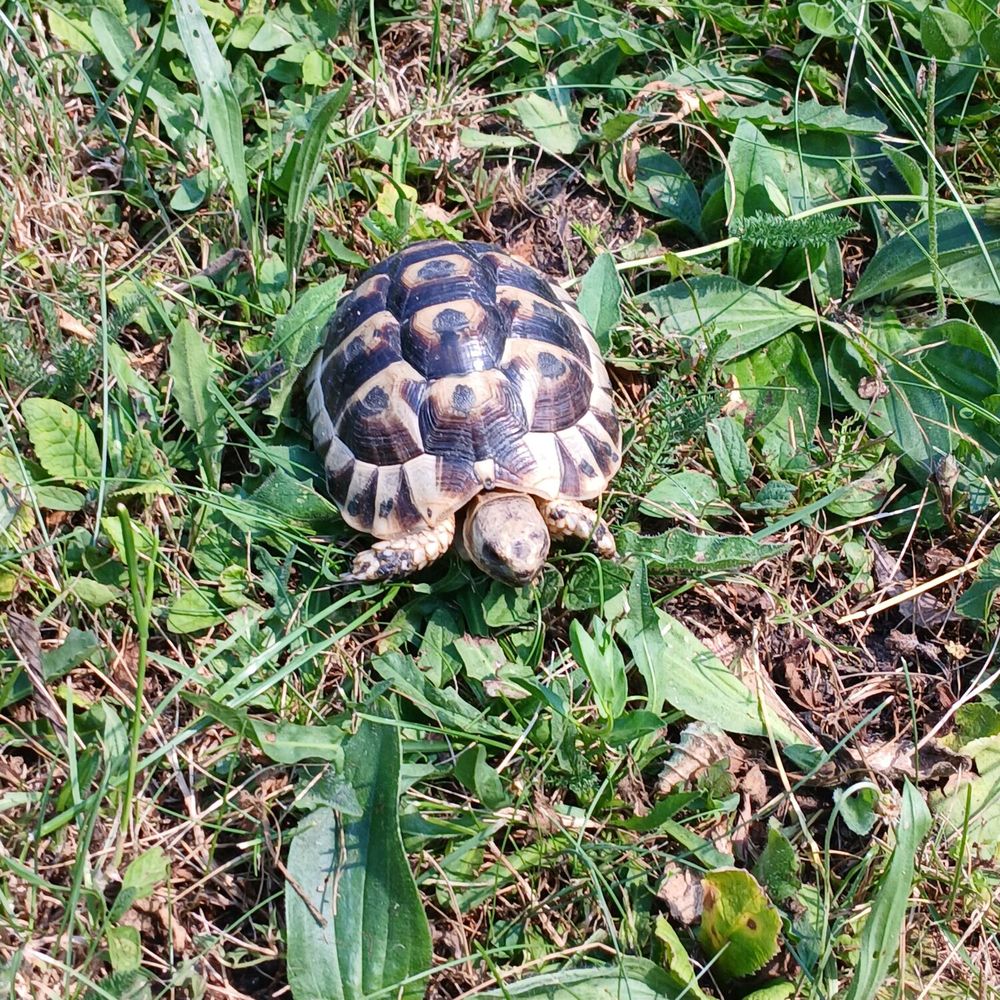   Tortues grecques de 2 ans 
