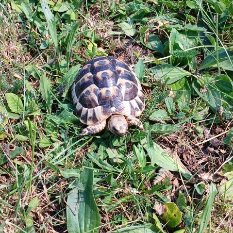 Tortues grecques de 2 ans 50 13570 Barbentane