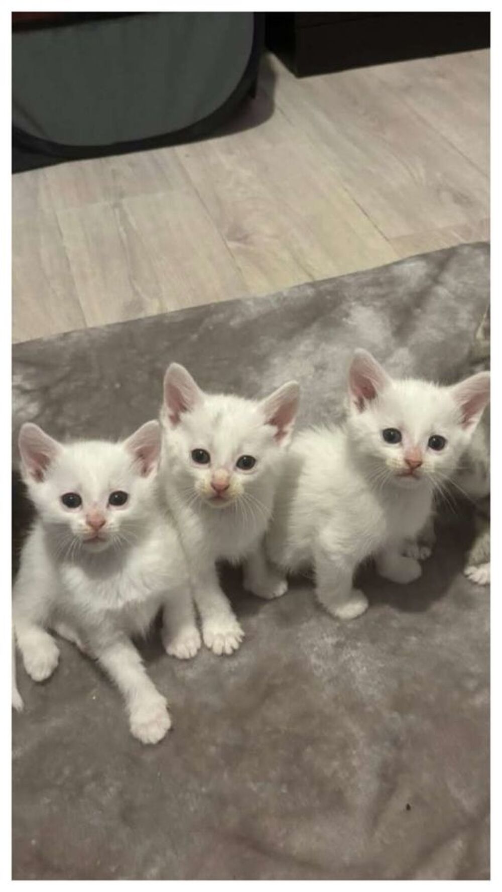   Chaton a donner 