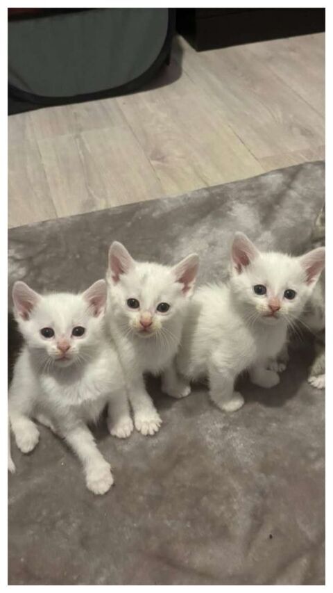 Chaton a donner 0 94170 Le perreux-sur-marne