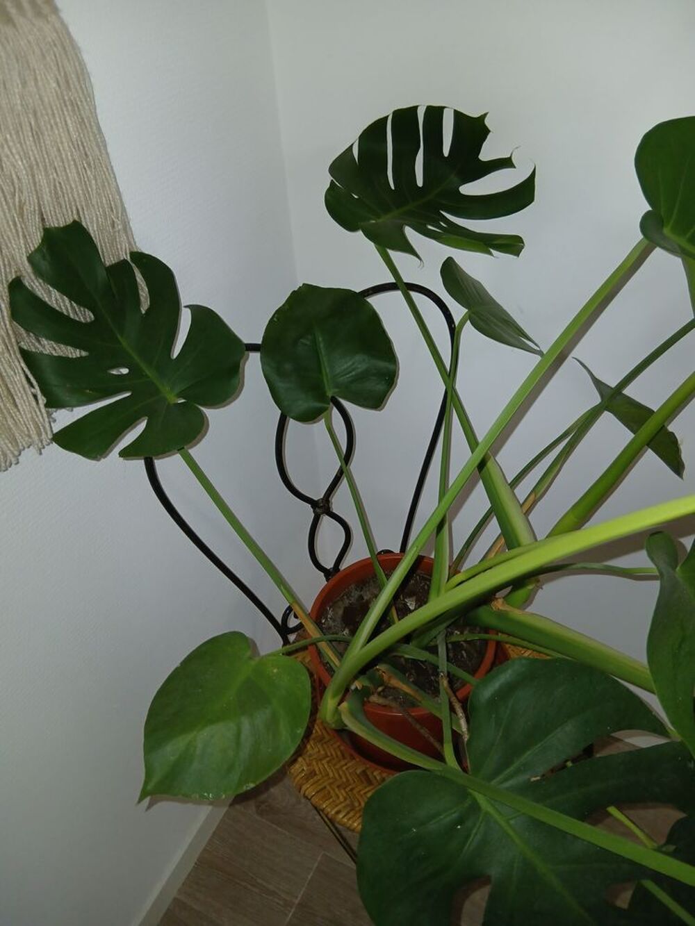 Grande plante Décoration