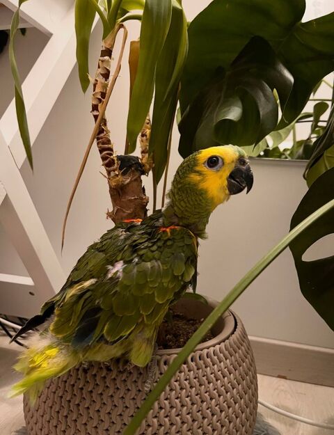 B&eacute;b&eacute; amazone &agrave; front bleu 850 59000 Lille