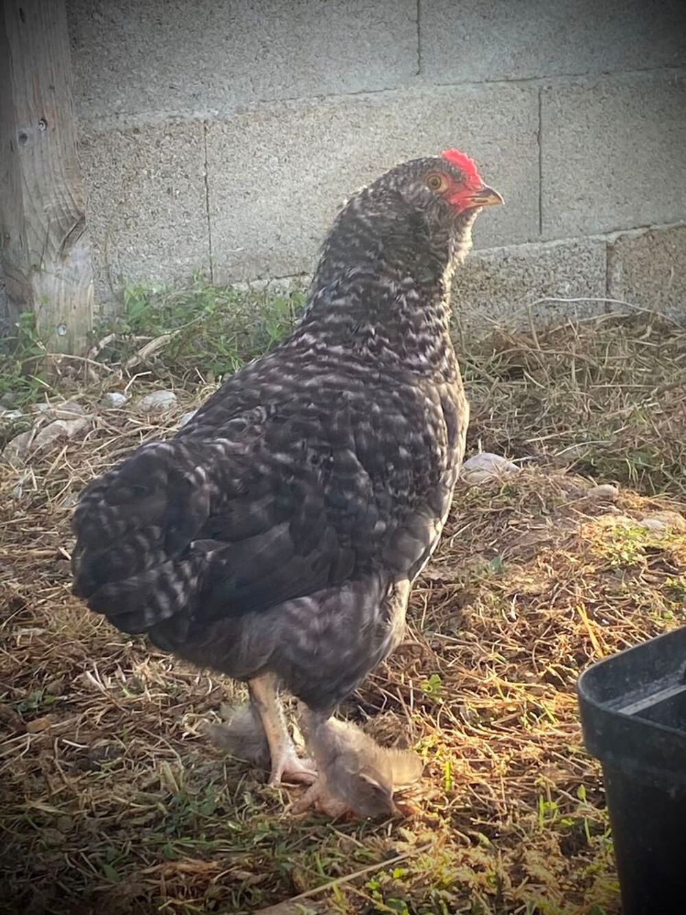 Jeune coq Jardin