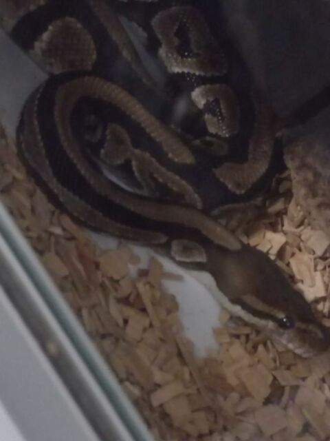 python+royal+femelle+NC+2021 50 06670 Saint-martin-du-var