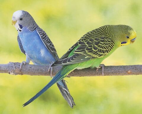 petit perruche onduler 7 86210 Vouneuil-sur-vienne