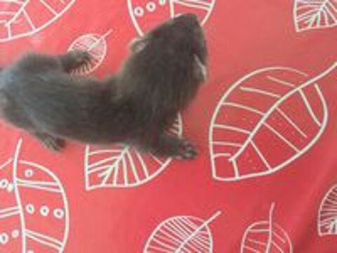   Fureton black 