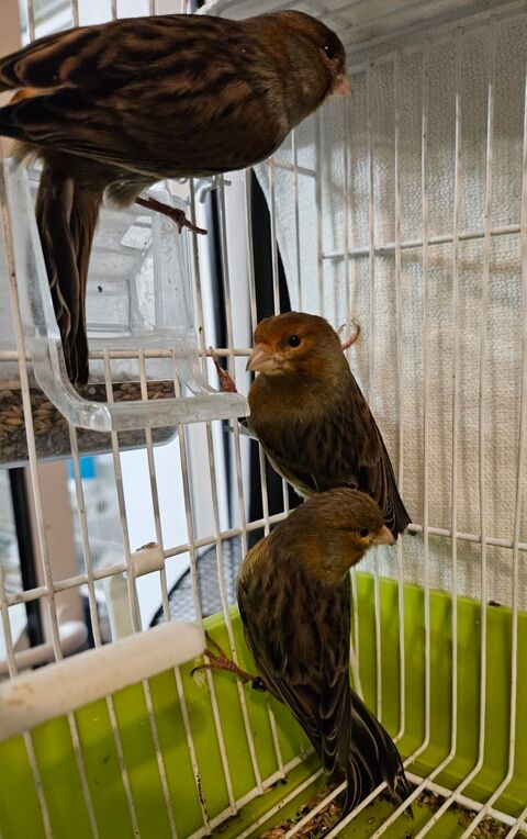 Canaris m&acirc;les 2025 25 33140 Villenave-d'ornon