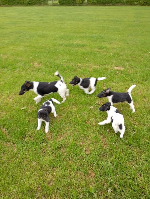 Adorables chiots fox terrier poil lisse 750 49490 Linires-bouton