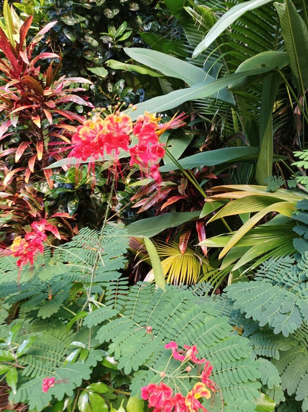 plantes Jardin