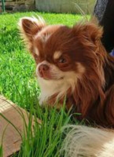   Mâle Chihuahua LOF de 2 ans, couleur chocolat 