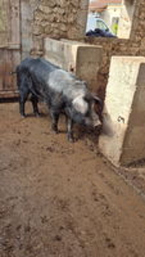   COCHON GASCON  