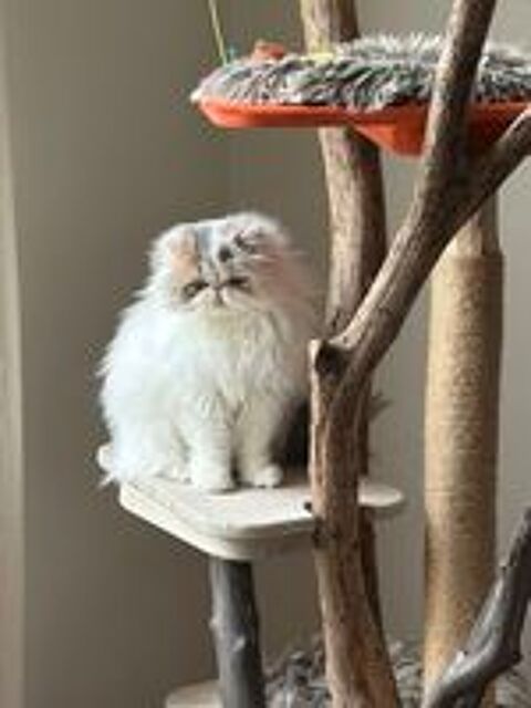  Adorable persane 