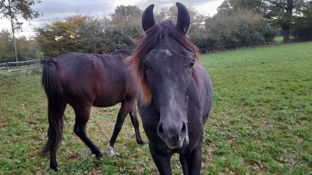   layla ds arabians 