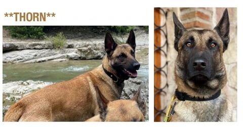 Chien THORN à l adoption 210 26400 Saou