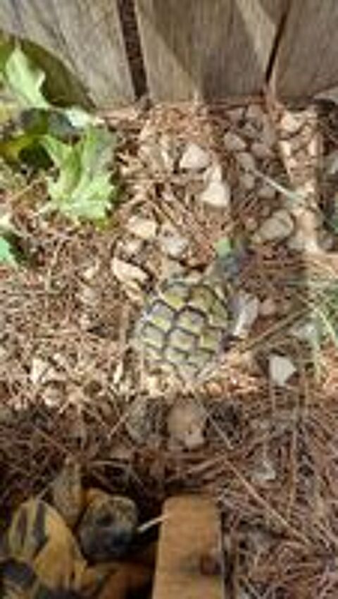   tortues de terre à céder 