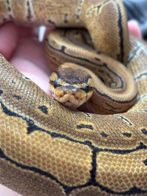 python regius pinstripe 60 28150 Voves