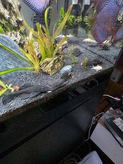 Ancitrus 5 14120 Mondeville