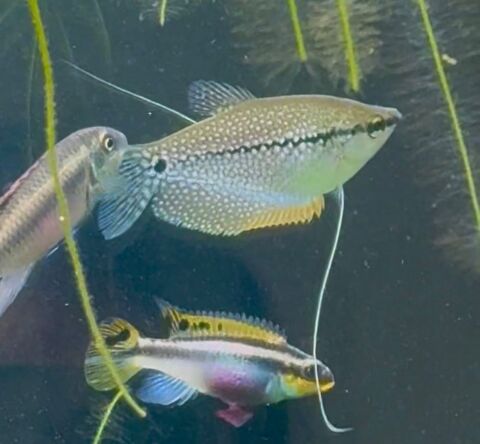 Couple gourami perl&eacute; 20 92310 S�vres