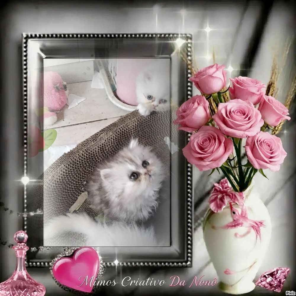   CHATON PERSAN  