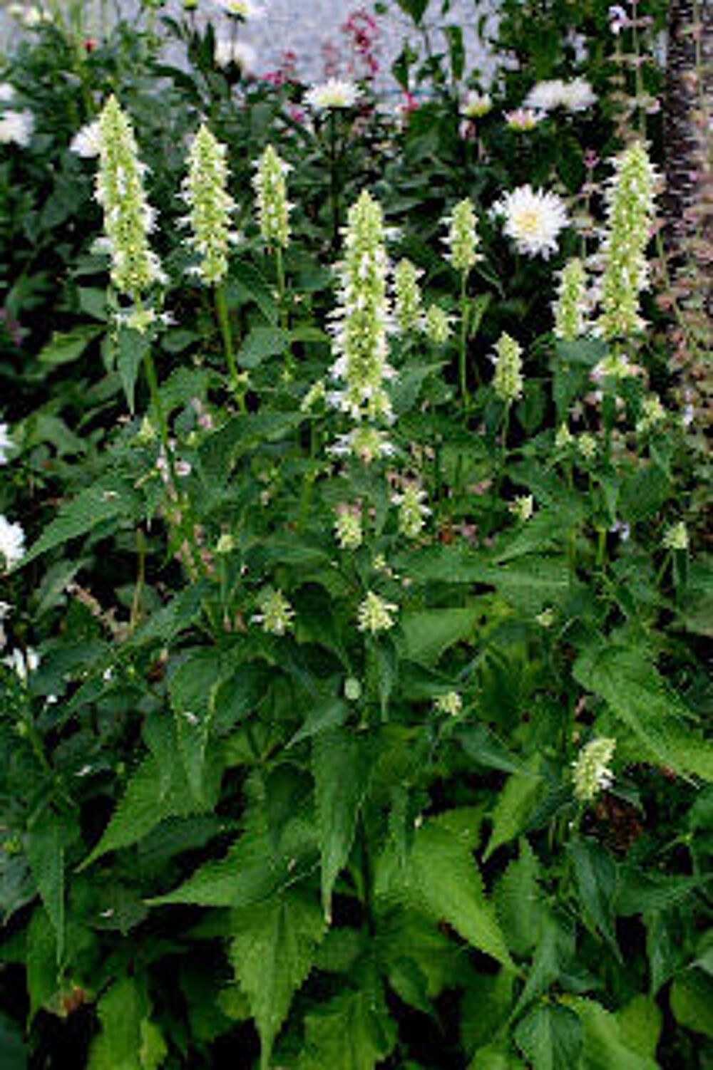 Agastache Alabaster graines Jardin