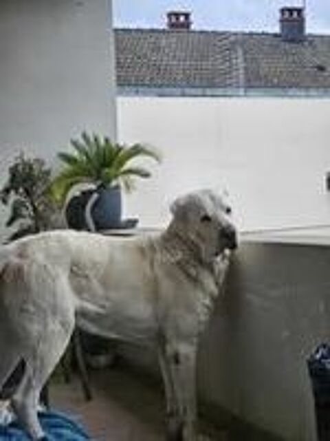   Chien GRAF  l adoption 