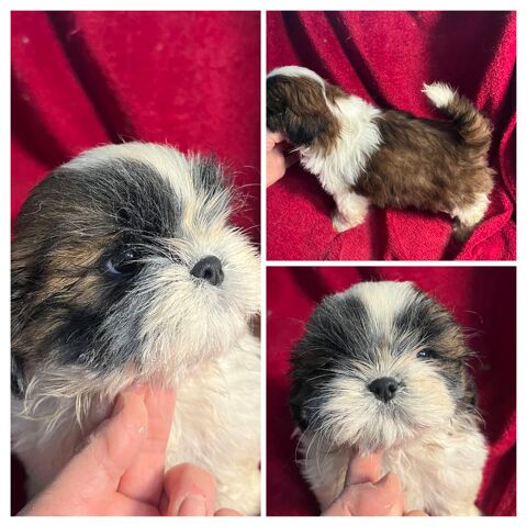 Magnifique chiots shih tzu lof 1200 58350 Nannay