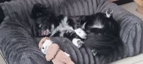   Chihuahua noir et blanc LOF dispo pour saillie,  âge 2.5 ans 