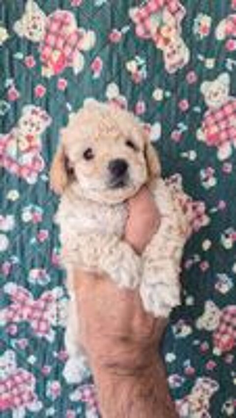   Chiots caniches toys mâle et femelles  