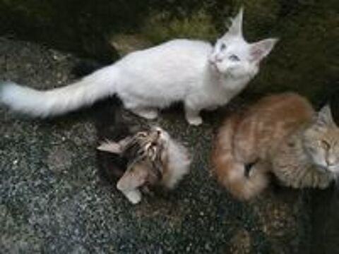   Chatons males /femelles  differantes couleurs 
