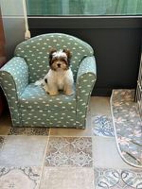  Splendide  biewer Yorkshire toy 