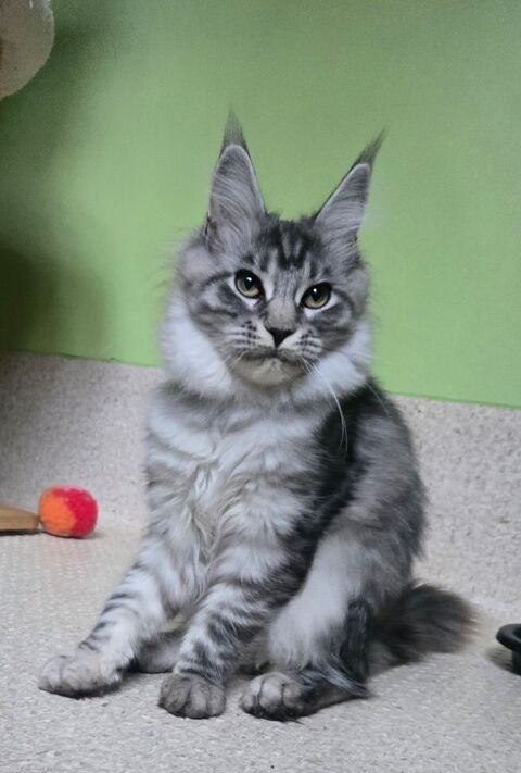 Maine Coon. Chatons disponibles 900 28350 Dampierre-sur-avre