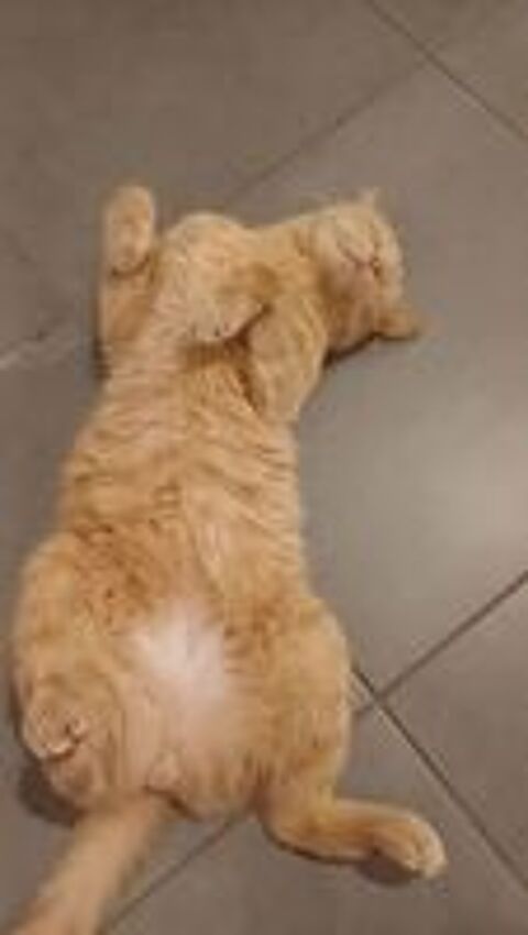   Chat CARAMEL à l adoption 