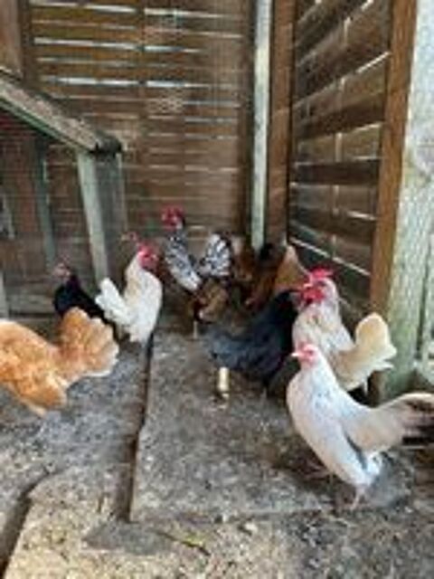   poule de race  
