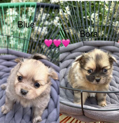 Magniques chiots pomchi 1000 49500 Segr�