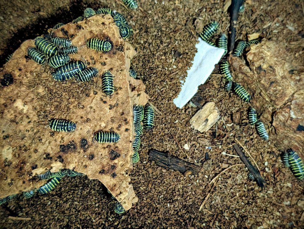   Isopodes  