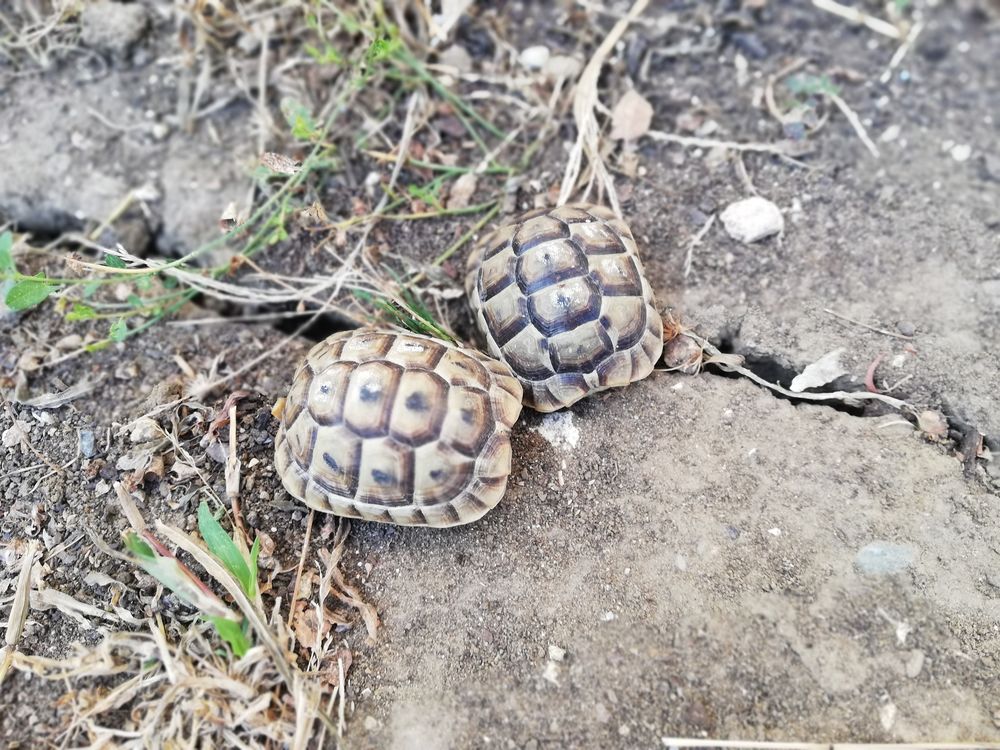   Tortues Grecques 