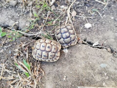Tortues Grecques 80 17430 Moragne
