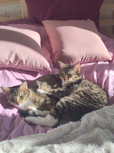 Baya et Lexie 420 44000 Nantes