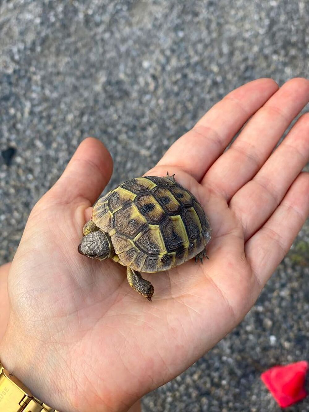   Tortue de terre  