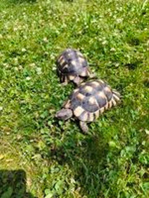   Tortues Graeca Ibera et Marginata Juveniles et adultes.
