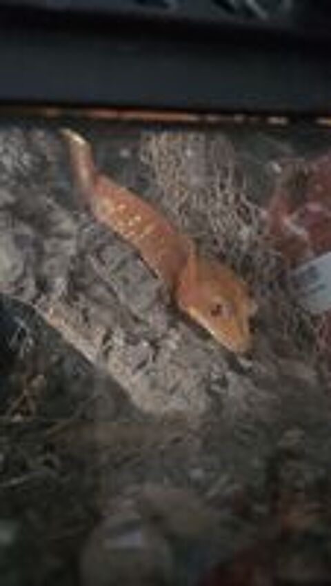   Gecko a crete  