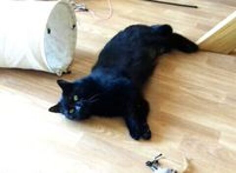   REPETO CHAT NOIR 8 ANS 